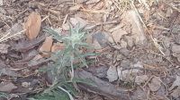 IMG 20190804 WA0003 IMG 20190804 WA0003