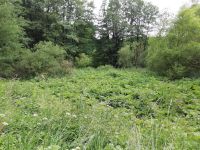 IMG 20200702 152004 IMG 20200702 152004