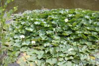 04 08 2016 Komm Mit Wanderung Schavenerheide 004